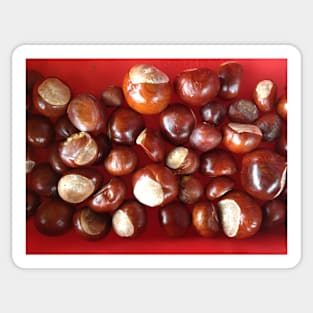 Conkers Sticker